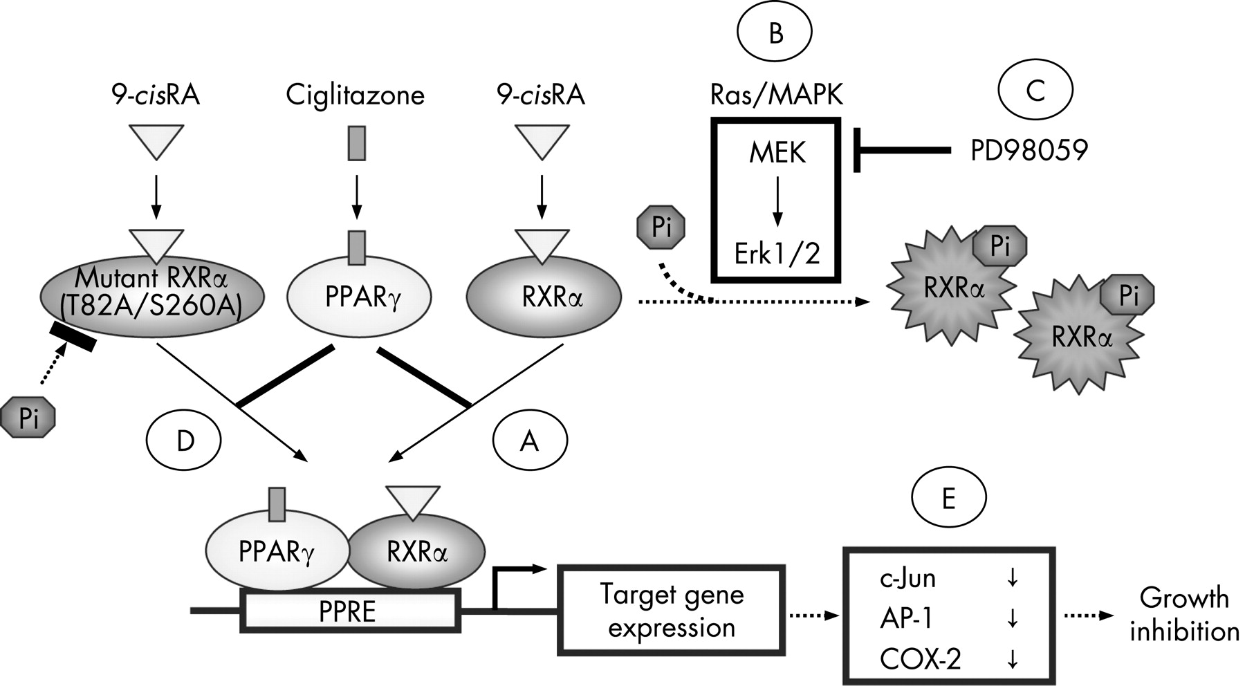 Synergistic effects of RXRα and PPARγ ligands to inhibit growth in ...