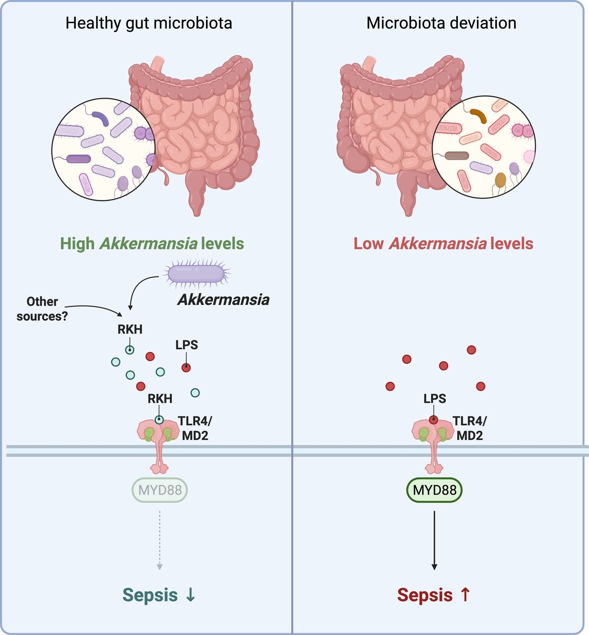 Akkermansia muciniphila derived tripeptide jams the gear of sepsis ...