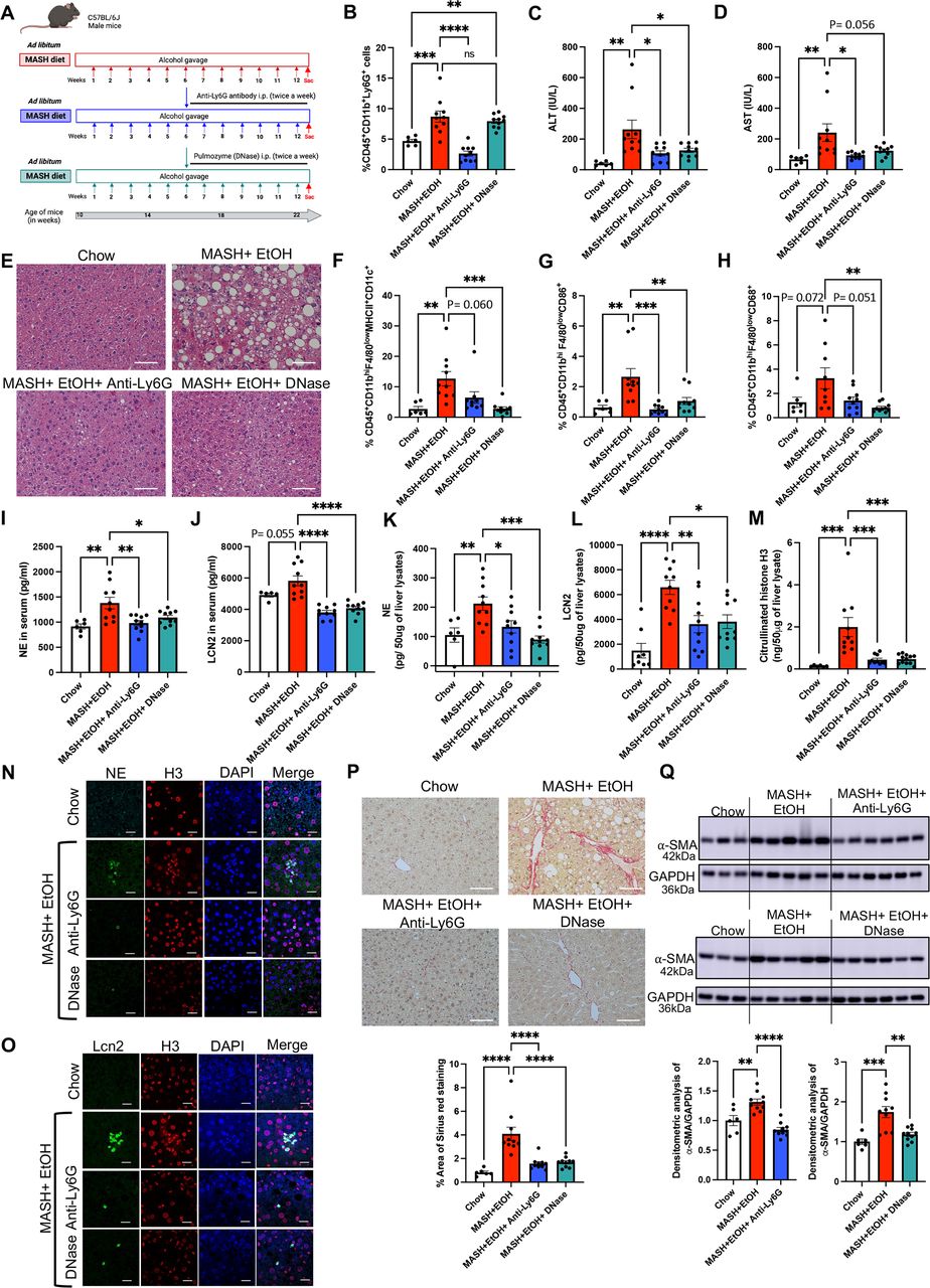 glutathione deficiency alcohol Neutrophil extracellular traps activate hepatic stellate cells and monocytes via NLRP3 sensing in alcohol-induced acceleration of MASH fibrosis