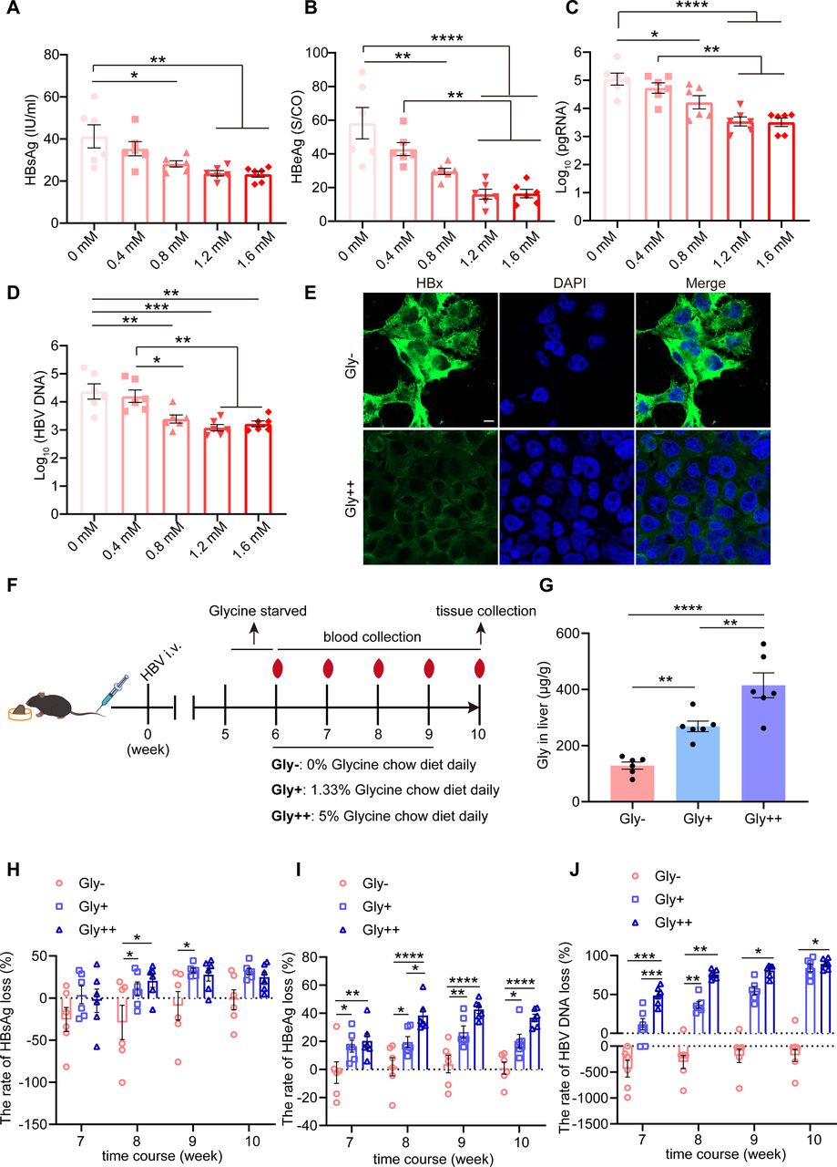 glutathione for hepatitis b Therapeutic inhibition of HBsAg and HBV cccDNA through a novel phased  combination treatment: glycine and interferon-α
