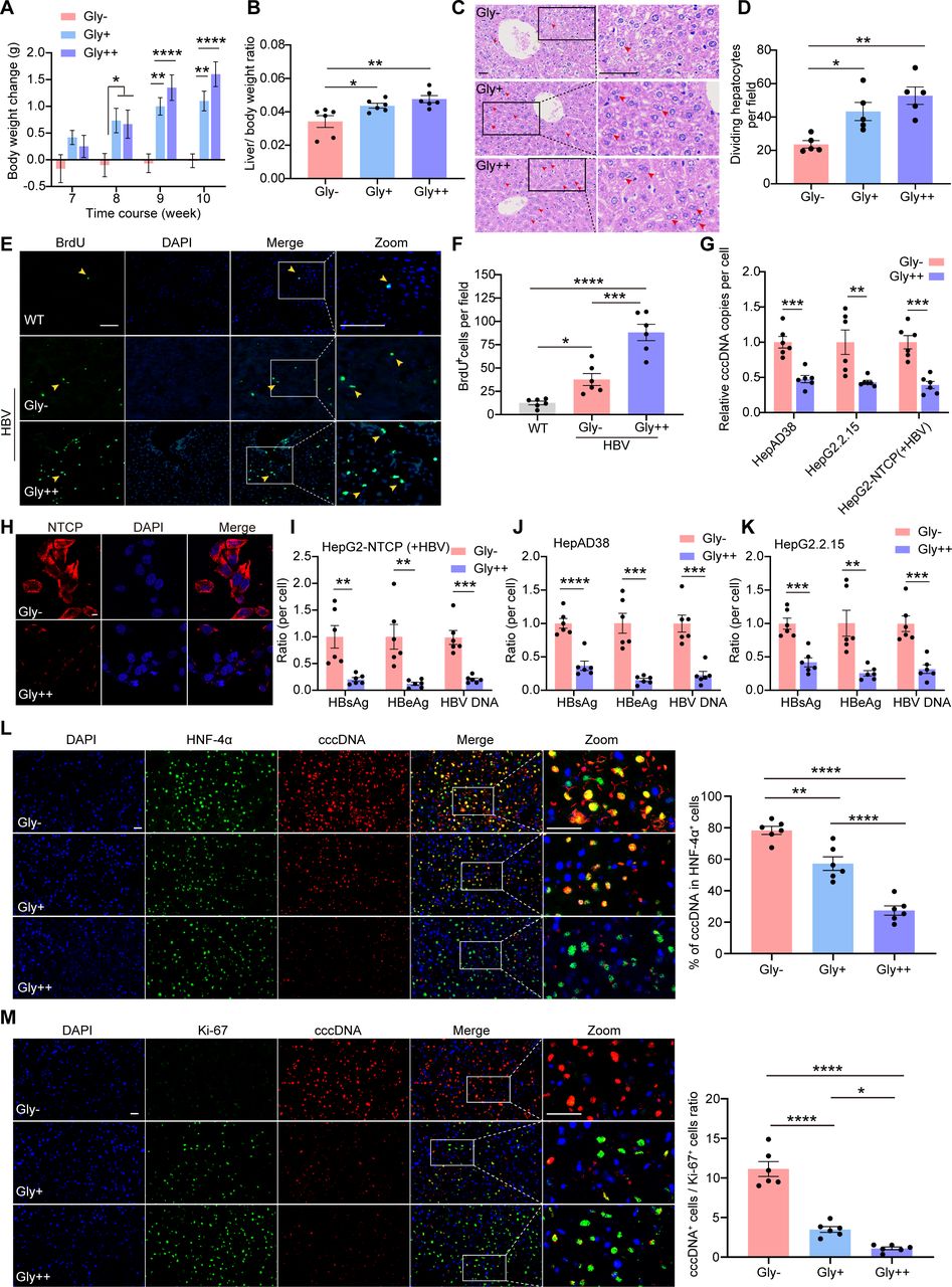 glutathione for hepa b Therapeutic inhibition of HBsAg and HBV cccDNA through a novel phased  combination treatment: glycine and interferon-α