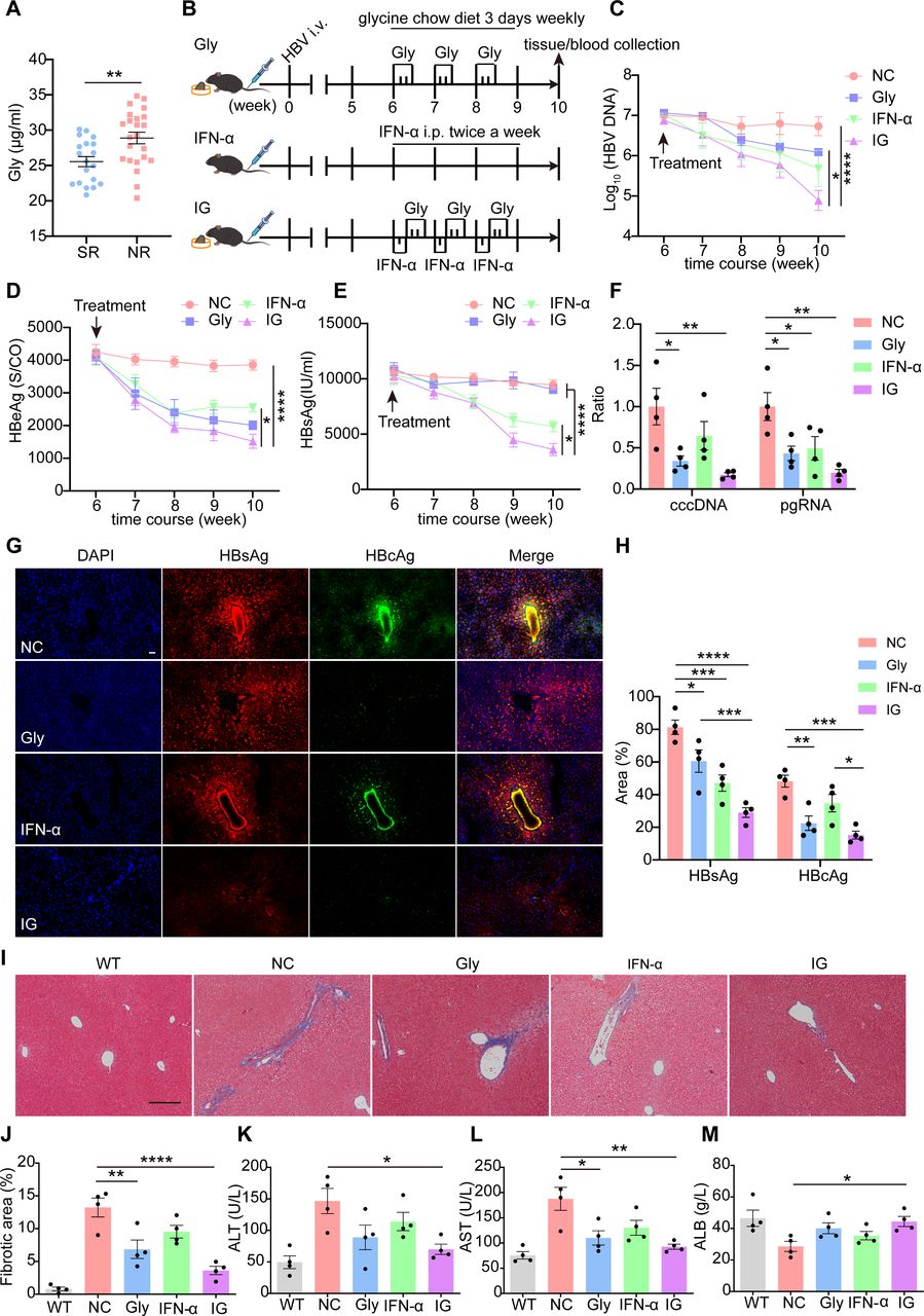 glutathione for hepatitis b Therapeutic inhibition of HBsAg and HBV cccDNA through a novel phased combination treatment: glycine and interferon-α