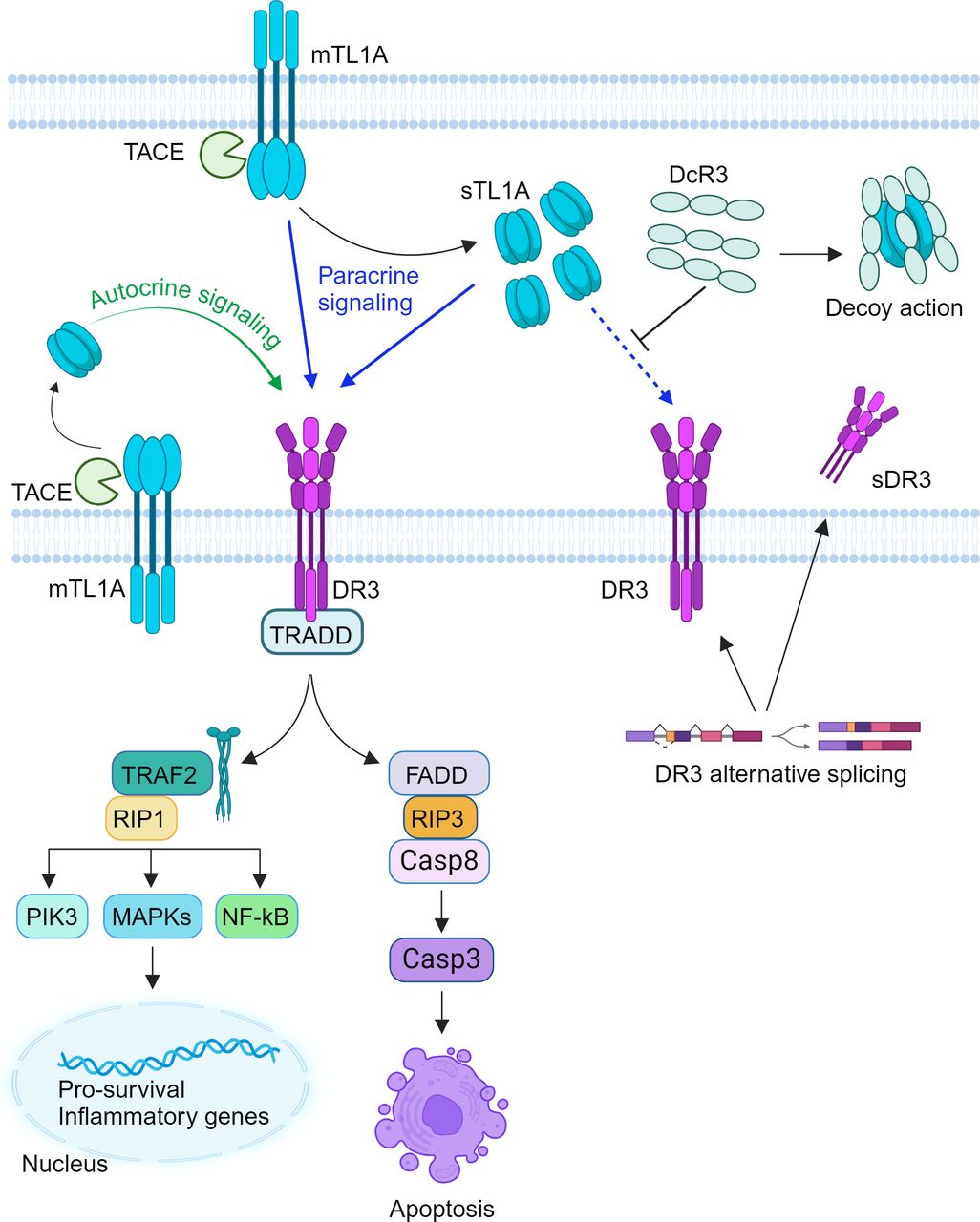 Targeting TL1A and DR3: the new frontier of anti-cytokine therapy in ...