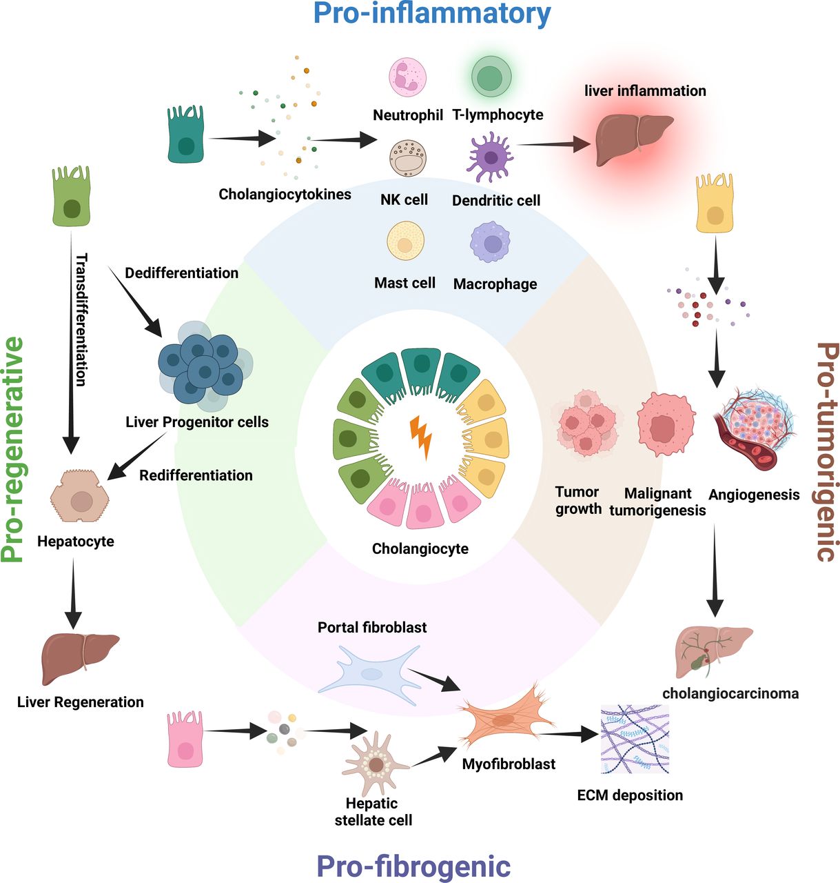 Heterogeneity and plasticity of cholangiocytes in liver injury: a