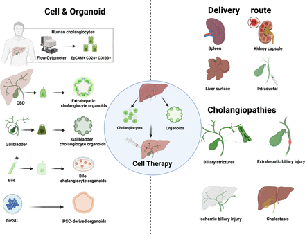 Heterogeneity and plasticity of cholangiocytes in liver injury: a