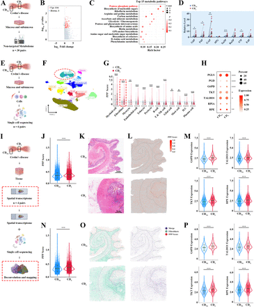 Fibroblast pentose phosphate pathway activation upon decreased