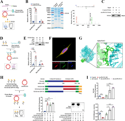 Fibroblast pentose phosphate pathway activation upon decreased